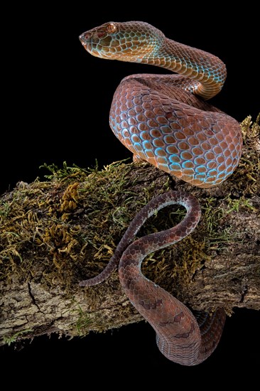 Philippines PitViper