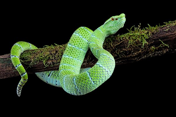 North Philippine Temple Pit Viper