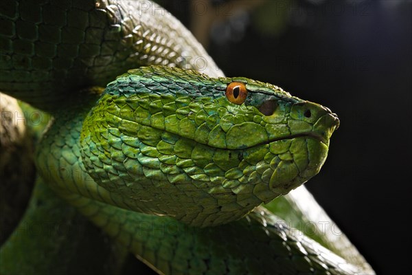 North Philippine Temple Pit Viper