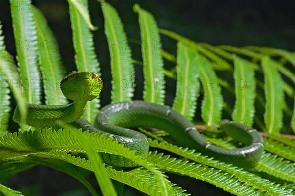 North Philippine Temple Pit Viper