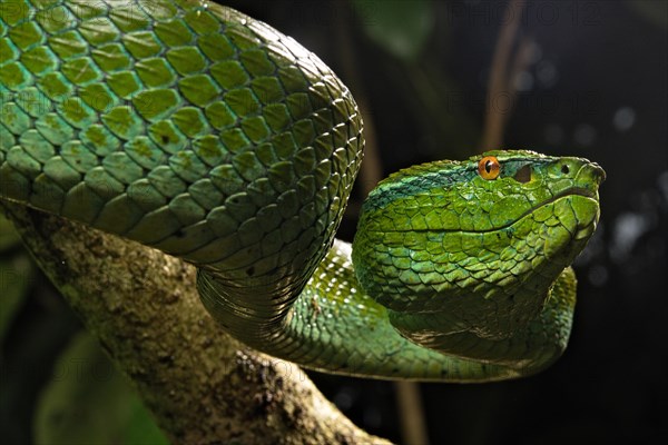 North Philippine Temple Pit Viper