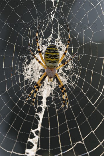 Wasp spider