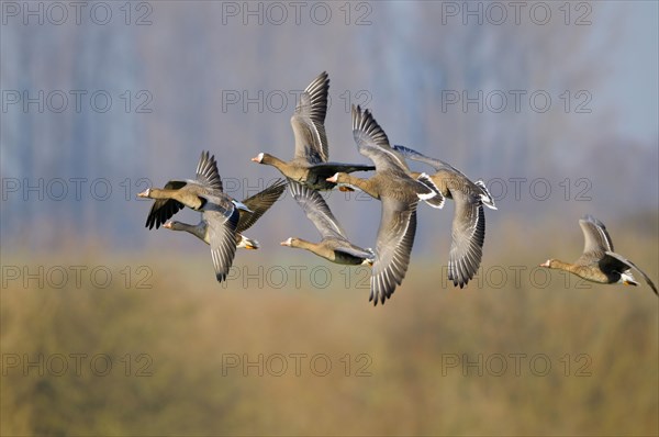 White-fronted geese