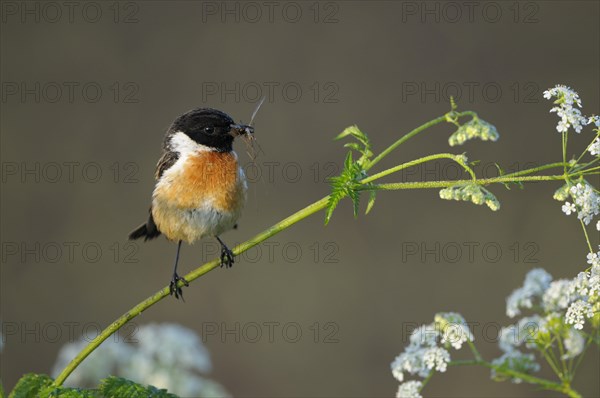 Stonechat