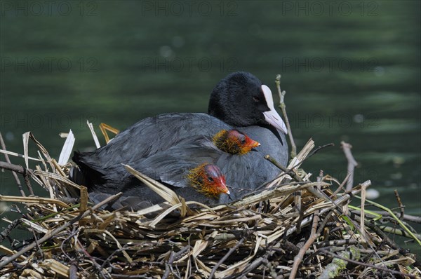 Eurasian Eurasian Eurasian Eurasian Eurasian Eurasian Eurasian Eurasian Eurasian Coot