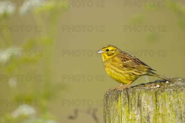 Yellowhammer