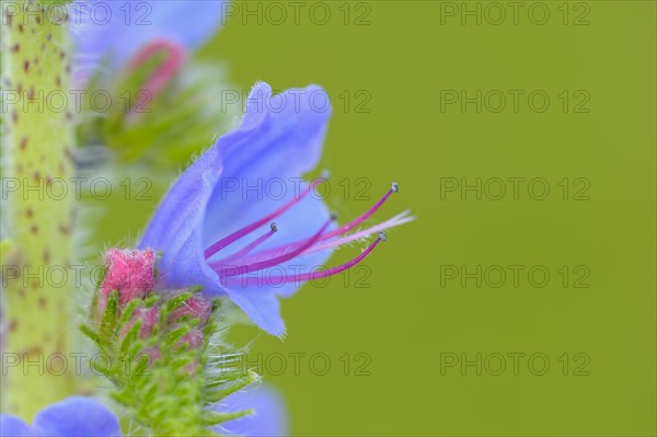 Common viper's bugloss