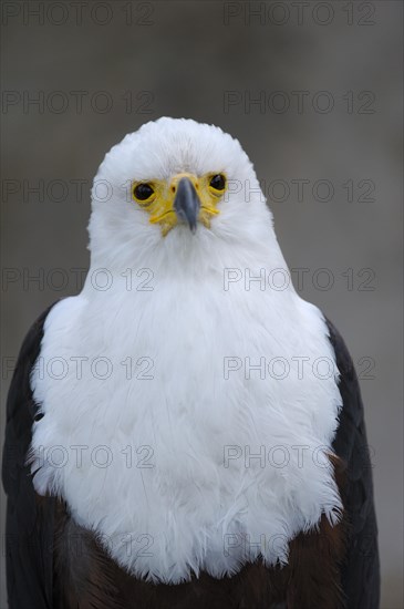 African fish eagle