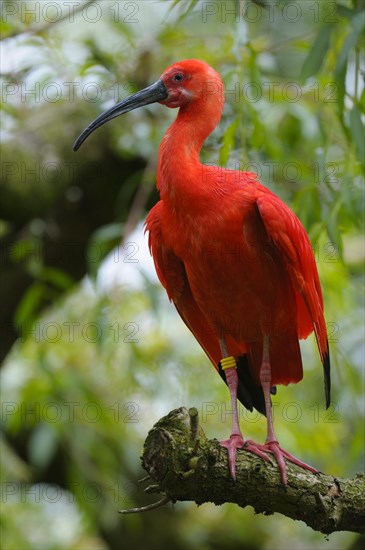 Scarlet Ibis