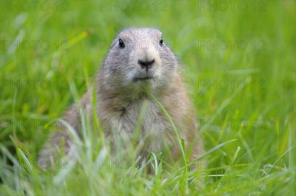 Black-tailed Prairie Dog