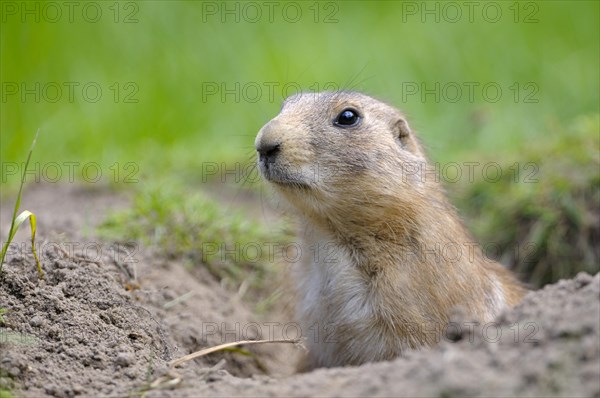 Black-tailed Prairie Dog