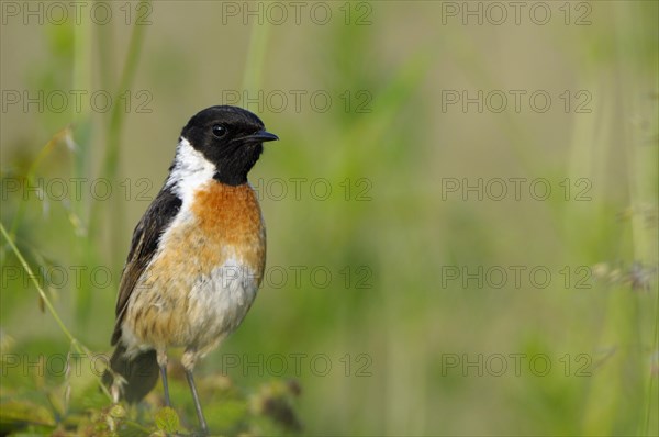 Stonechat