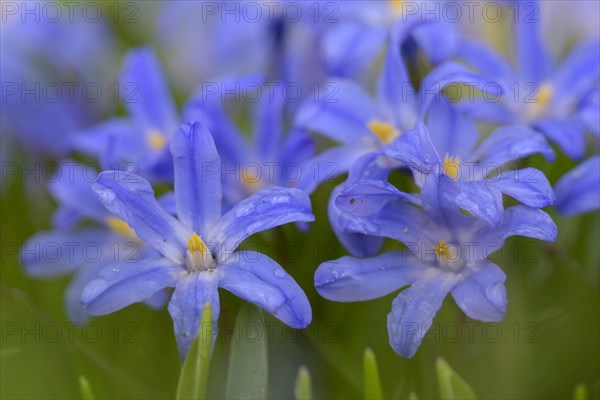 Two-leaved blue star