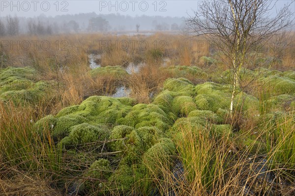 Morning atmosphere in the bog
