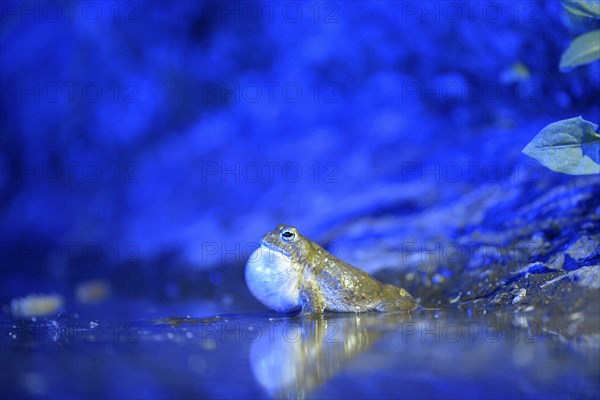 Natterjack toad