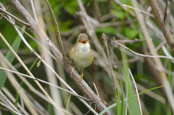 Reed warbler