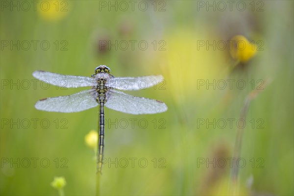 Western damselfly