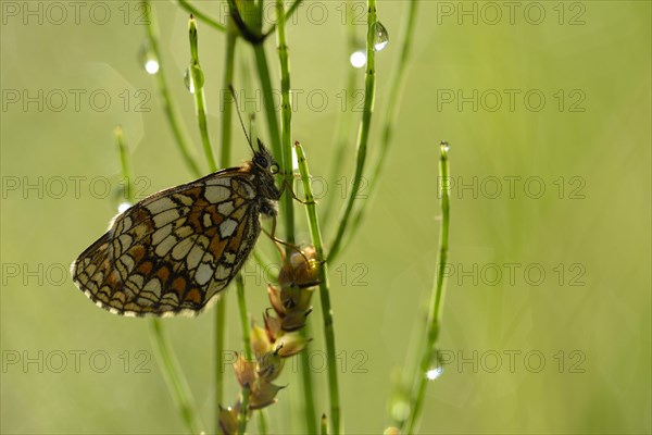 Common fritillary