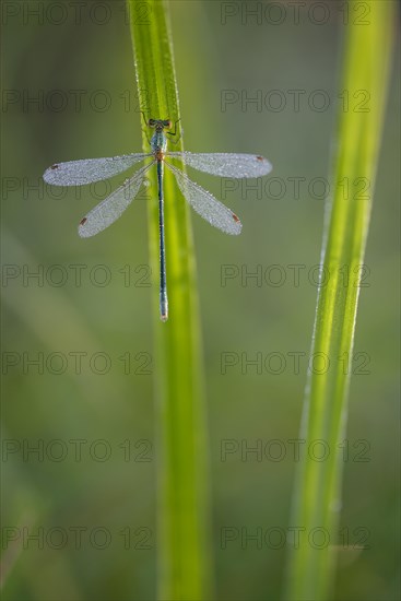 Common rush damselfly