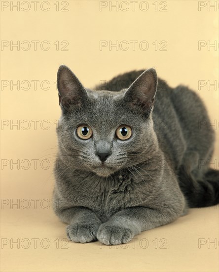 Korat house cat laying