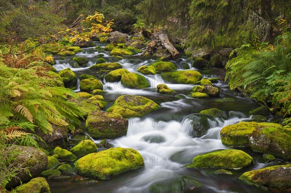 Mossy boulders in Njupan stream