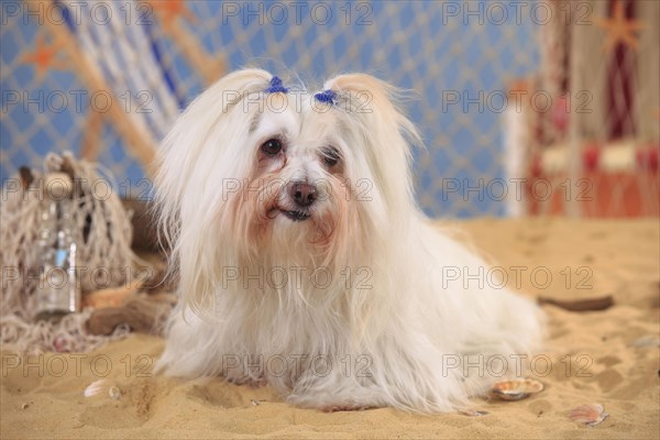 Coton de Tulear