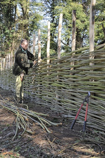 Man constructing traditional wattle willow-weave fence