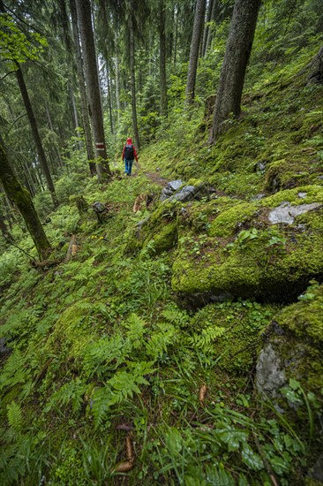 Hiker on hiking trail in forest