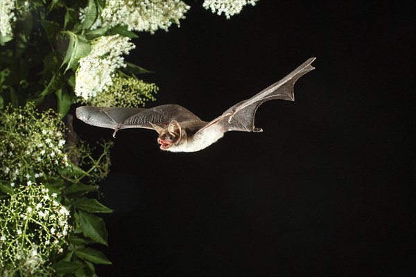 Greater mouse-eared bat