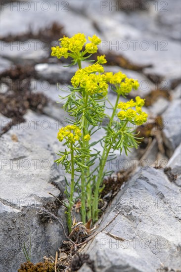 Cypress Spurge