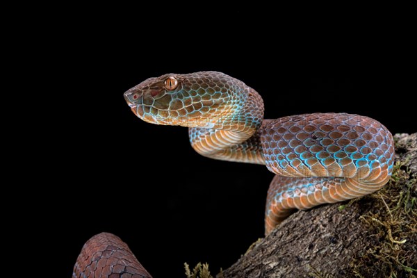 Philippines PitViper