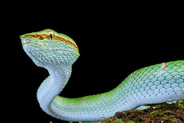 North Philippine Temple Pit Viper