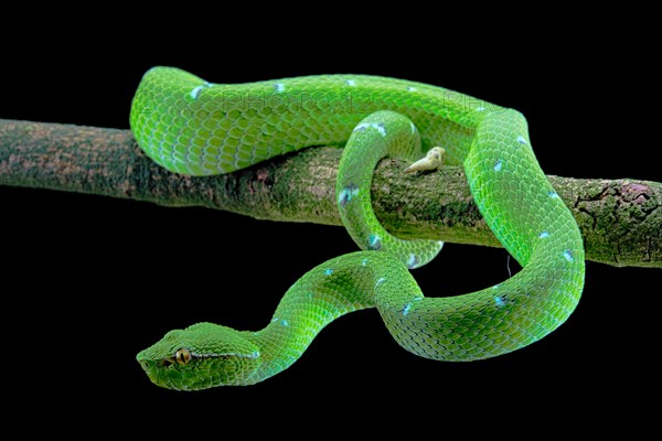 North Philippine Temple Pit Viper