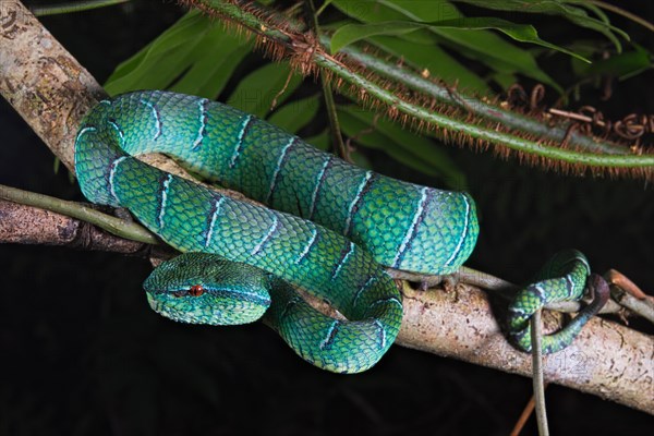 North Philippine Temple Pit Viper