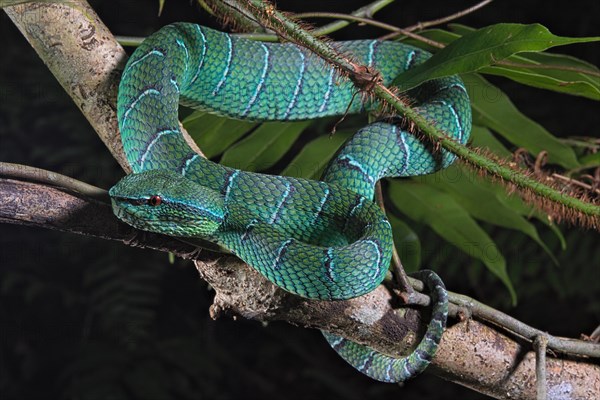 North Philippine Temple Pit Viper