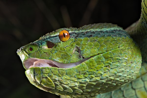 North Philippine Temple Pit Viper