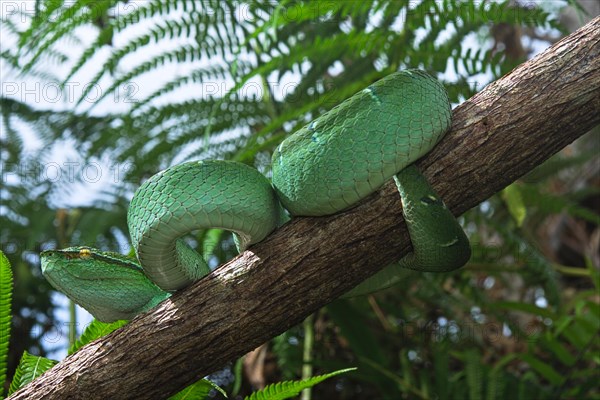 North Philippine Temple Pit Viper