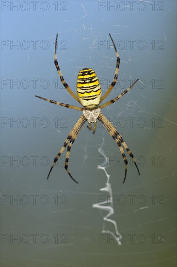 Wasp spider