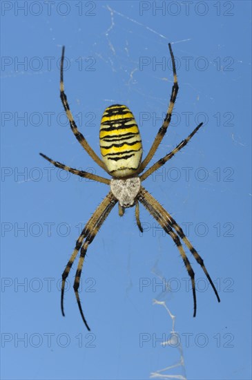 Wasp spider