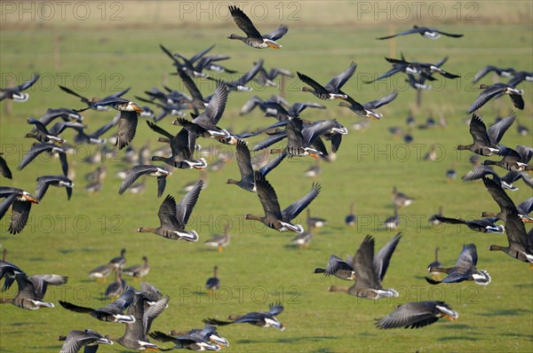 White-fronted Geese