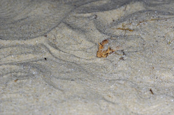 Saharan horned viper