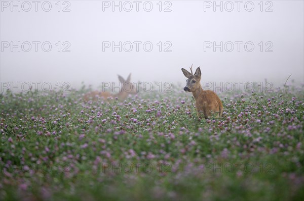 Roe deer