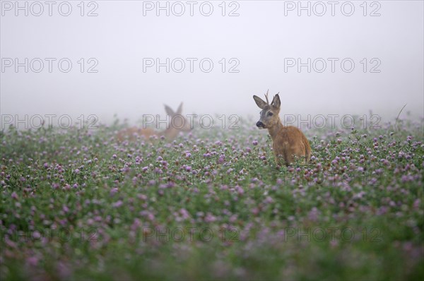 Roe deer