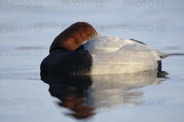 Pochard