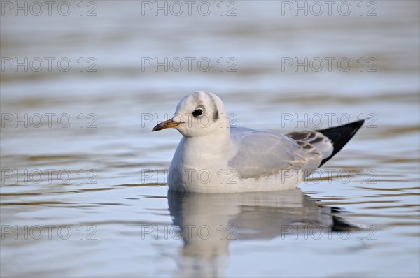 Black-headed Black-headed Black-headed Black-headed Black-headed Black-headed Black-headed Black-headed Black-headed Black-headed Gull