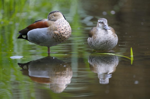 Red-shouldered Duck