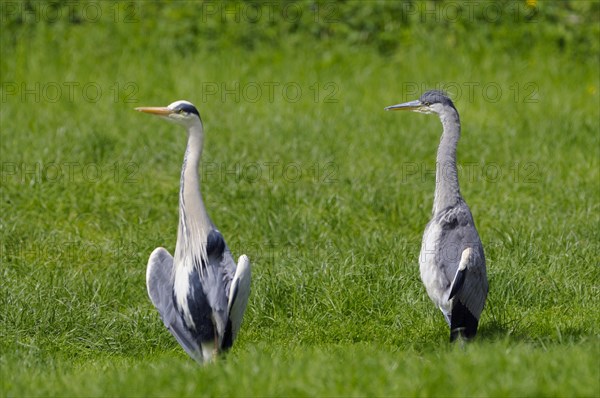 Grey heron