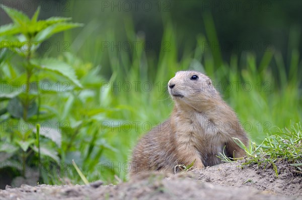 Black-tailed Prairie Dog