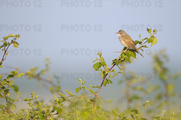 Whitethroat