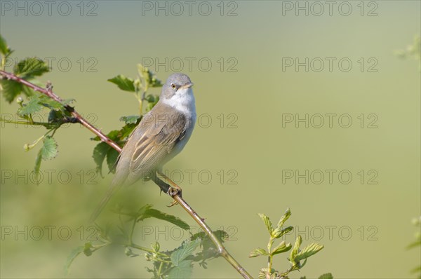 Whitethroat